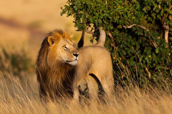 3 Days Magical Maasai Mara Private Tour - Key Points I’d Plan Around