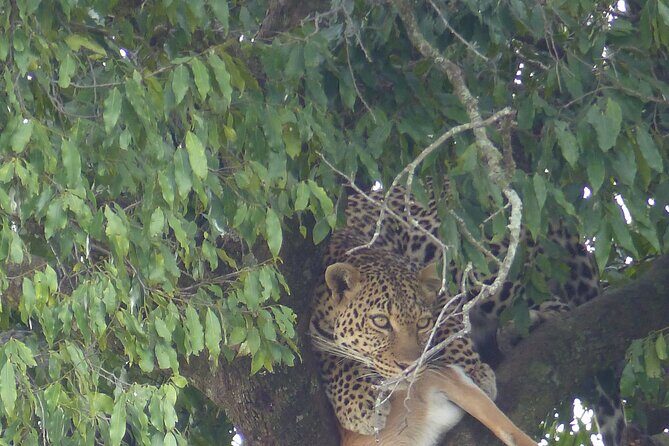 3 Days Magical Maasai Mara Private Tour - Maasai Mara in 3 Days: What a Private 4x4 Really Gives You