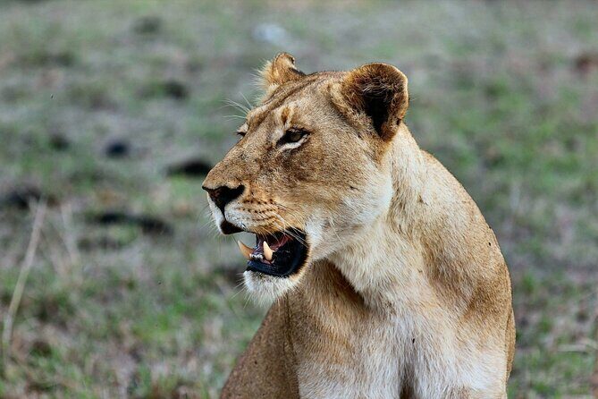3 Days Mara Jambo Shared Safari Adventure - Key highlights you’ll care about