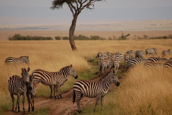 3 Days Mara Jambo Shared Safari Adventure - Day 1 Maasai Mara Reserve: lunch on arrival and a 4 pm game drive