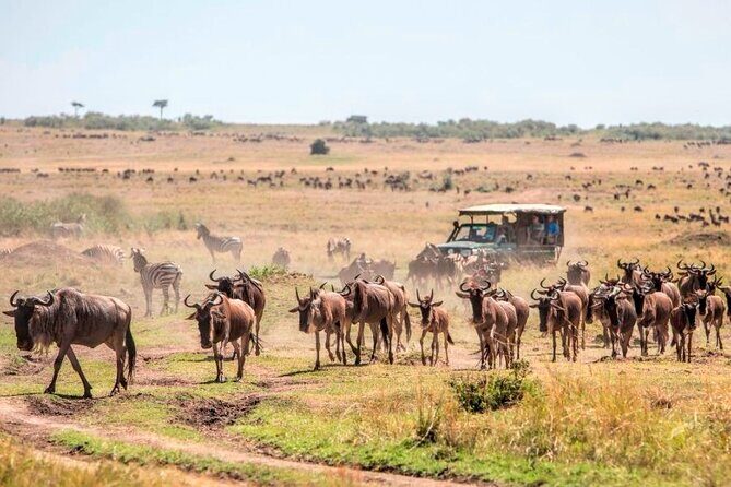 3 Days Mara Jambo Shared Safari Adventure - Mara River migration corridor: why wildebeest movement is the big reason to come