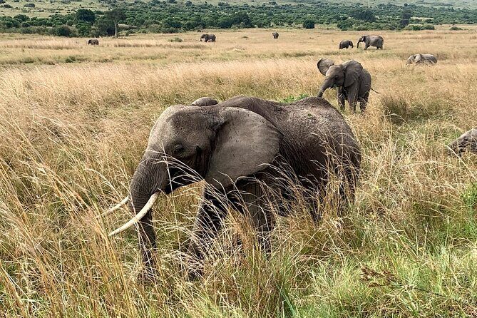 3 Days Mara Jambo Shared Safari Adventure - Day 3 Nairobi drop-off and the optional Maasai village visit
