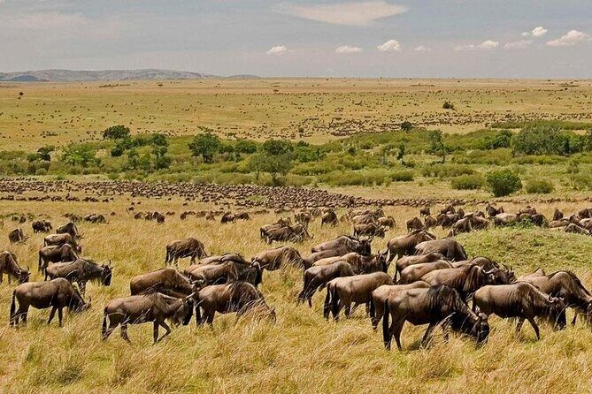 3 Days Mara Jambo Shared Safari Adventure - Day 2 Full-Day Drives: dense wildlife, black-maned lions, and a picnic lunch