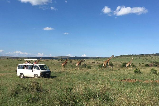 3 Days Masai Mara - Day 1 in Masai Mara: arriving for the golden-hour game drive