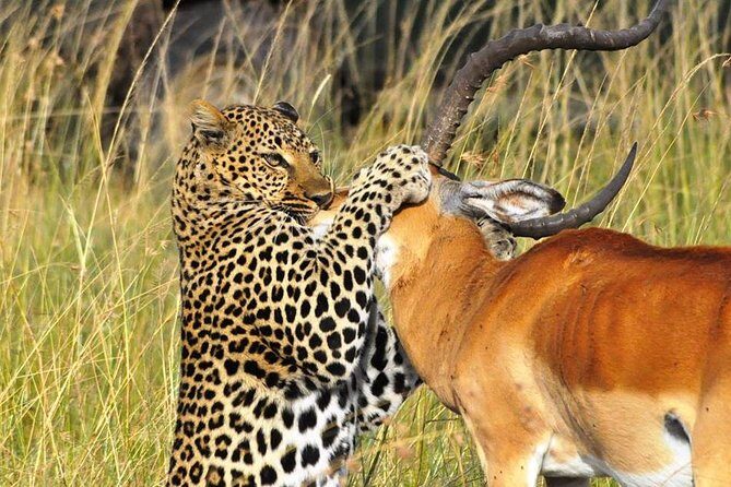 3-Days Masai Mara 4 x 4 Safari from Nairobi - Day 3: Early drive, Narok lunch stop, then back to Nairobi