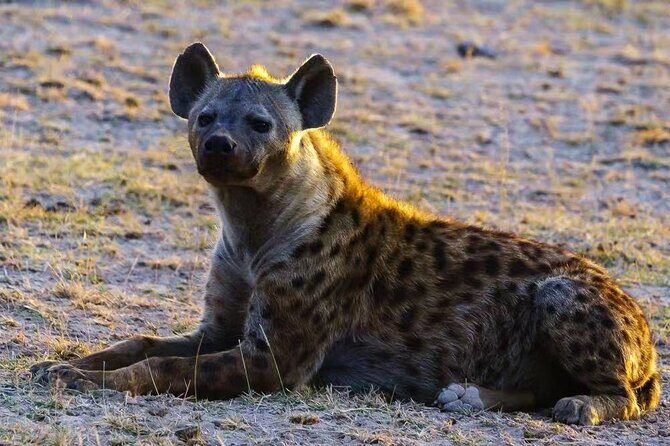3-Days Masai Mara 4 x 4 Safari from Nairobi - Price and value: what the $1,358 covers (and what usually isn’t)