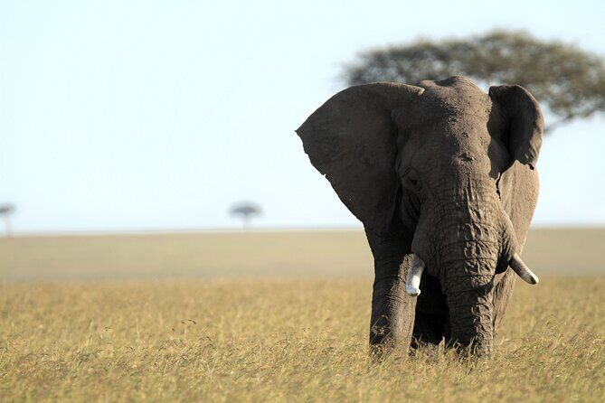 3-Days Masai Mara 4 x 4 Safari from Nairobi - How to pack and plan for this Maasai Mara timing