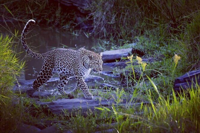 3-Days Masai Mara 4 x 4 Safari from Nairobi - Who should book this safari (and who might want a different format)