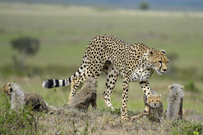 3-Days Masai Mara 4 x 4 Safari from Nairobi - Day 1: Rift Valley views, then an afternoon game drive