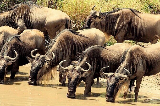 3 Days Masai Mara Camping Safari - Camp life and the meal plan that keeps you going
