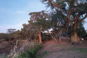 3 Days Masai Mara Camping Safari - Day 1: arrival at 15:30 and your first wildlife drive