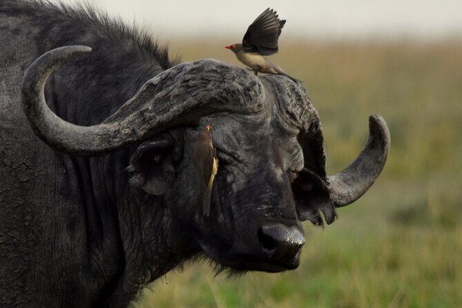 3 Days Masai Mara Camping Safari - Day 2: 6:30 early drive, hot chai/kahawa, and a sunset game drive