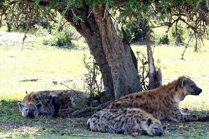 3 Days Masai Mara Camping Safari - Afternoon drive and the Mara sunset