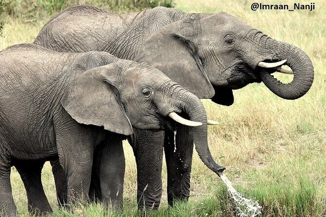 3 Days Masai Mara Camping Safari - Day 3: a relaxed morning, Mai Mahiu lunch, and 15:00 drop-off