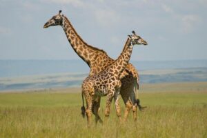 3 Days Masai Mara Group Joining - Key highlights worth knowing before you go