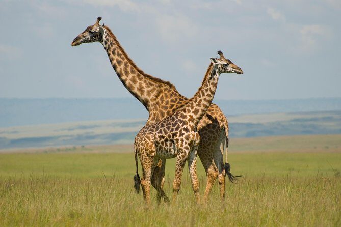3 Days Masai Mara Group Joining - Key highlights worth knowing before you go