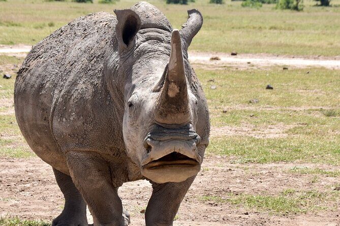3 Days Masai Mara Luxury Safari - Private Jeep Safari Days: How the Game Drives Actually Work