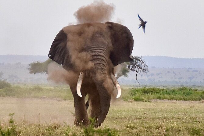 3 Days Masai Mara Luxury Safari - Lodge Nights and Included Meals: Comfort Without Disappearing Into Luxury