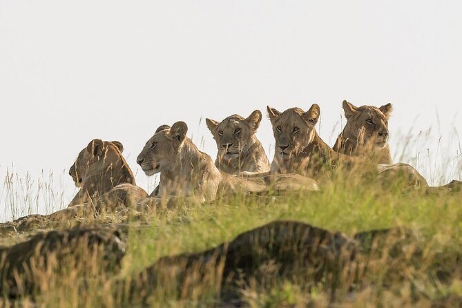 3 days Masai Mara on Private 4x4 Land Cruiser - Day 2 early game drive: where the Mara does its best work