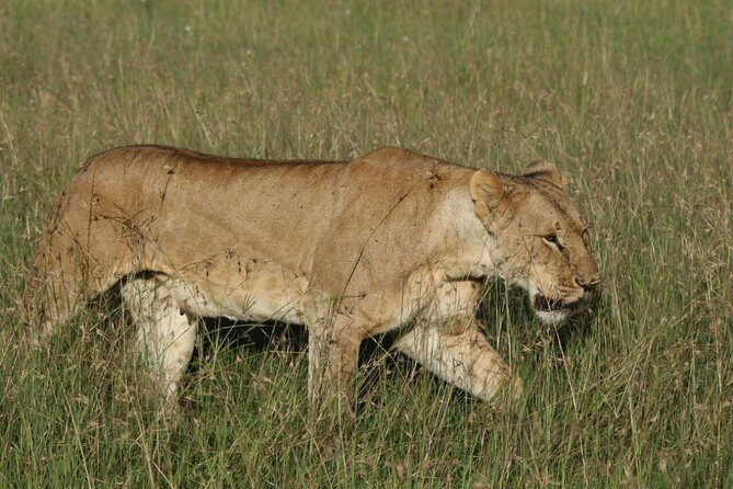 3 days masai mara safari from Nairobi - Nairobi to Maasai Mara: The Real Jump You’ll Be Making