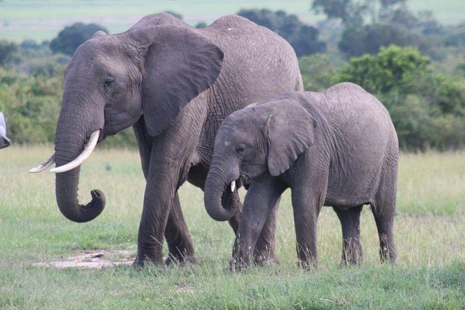 3 days masai mara safari from Nairobi - Day 1: Rift Valley Drive, Narok Lunch, and an Afternoon Game Drive