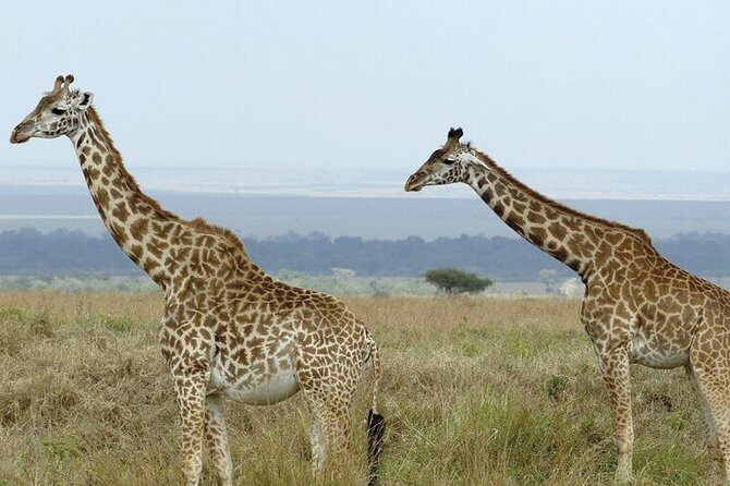 3 days masai mara safari from Nairobi - Price and Value: Is $600 Fair for 3 Days in Maasai Mara?