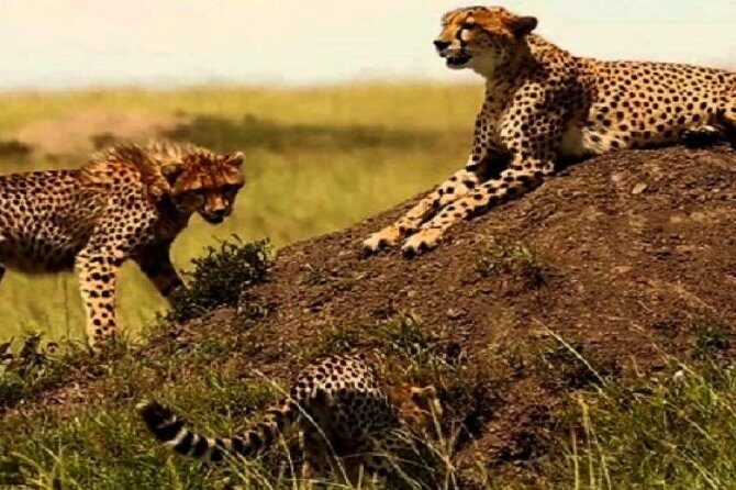 3 days masai mara safari from Nairobi - Should You Book This 3-Day Maasai Mara Safari from Nairobi?