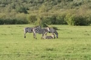 3 Days Masai Mara Safari Group Joining (Daily Departures) - The real reason this safari works: drive variety, not just time in a vehicle