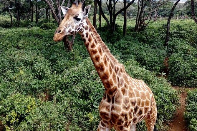 3 Days Masai Mara Safari Group Joining (Daily Departures) - Day 3: camp breakfast, cultural tour options, and the drive back to Nairobi