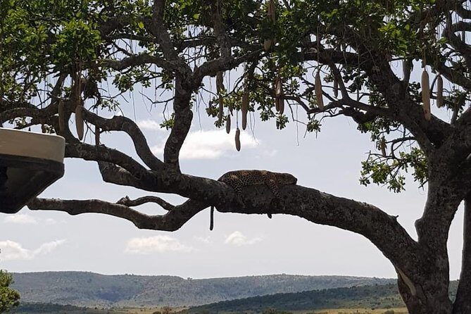 3 Days Masai Mara Safari Group Joining (Daily Departures) - Small-group joining (7 max): how that feels on safari