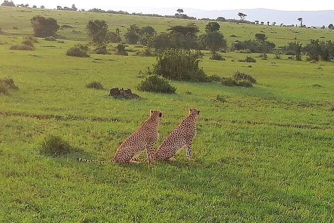 3 Days Masai Mara Safari Group Joining (Daily Departures) - What to expect from the camps and pacing