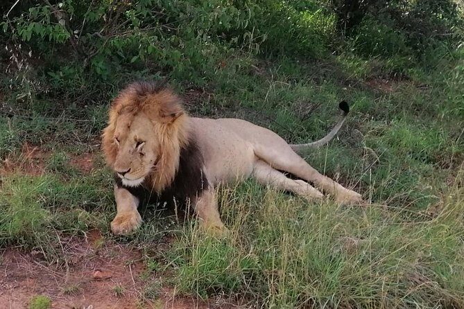 3 Days Masai Mara Safari Group Joining (Daily Departures) - Optional Masai village visits: when to say yes