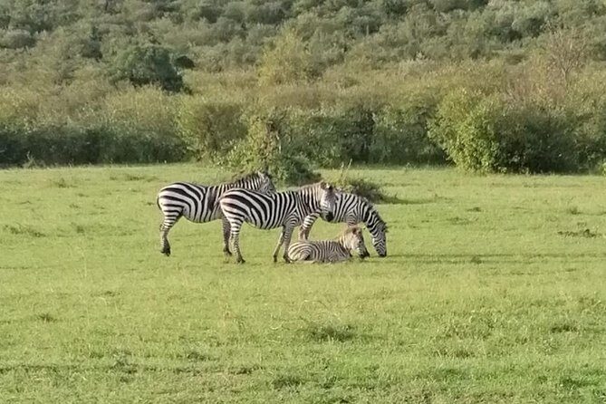 3 Days Masai Mara Safari Group Joining (Daily Departures) - The real reason this safari works: drive variety, not just time in a vehicle