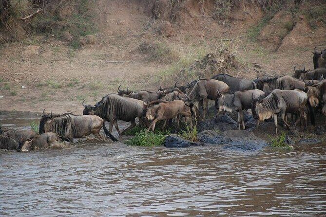 3 Days Safari Tour in Maasai Mara - Key things to know before you go