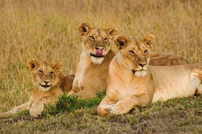 3 Days Safari Tour in Maasai Mara - Nairobi to Maasai Mara: the Rift Valley start that sets the mood