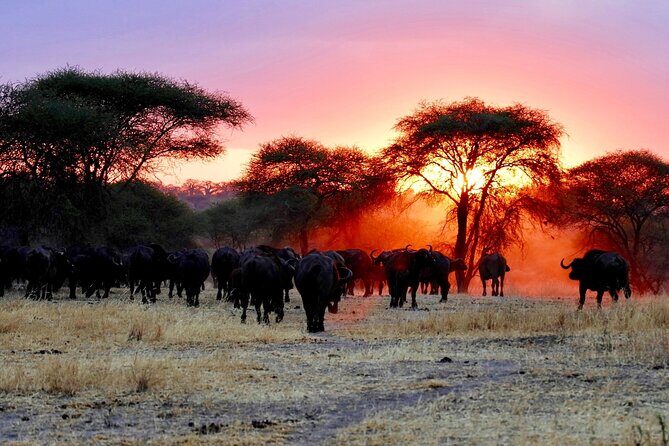 3 Days Safari Tour in Maasai Mara - Day 2 sunrise to the Mara River: Big Five odds and the best timing