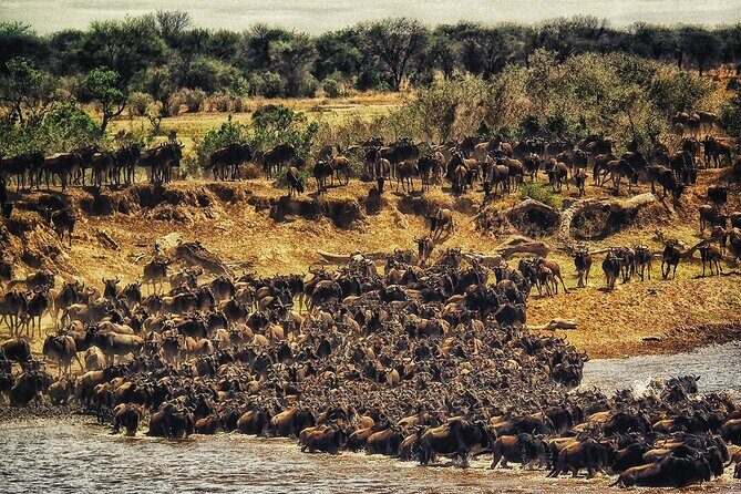 3 Days Safari Tour in Maasai Mara - Price and value: is $286 fair for a 3-day Mara safari?