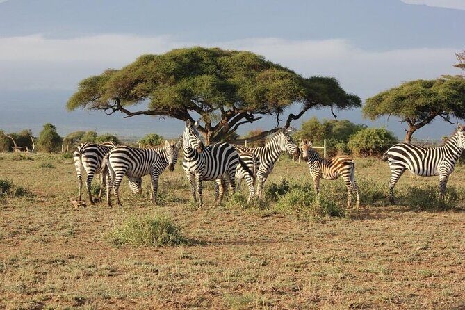 3 Days Safari Tour in Maasai Mara - First afternoon game drive: what you should expect on day 1