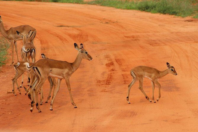 3 Days safari Tsavo East and Amboseli national park. - Key highlights worth your attention