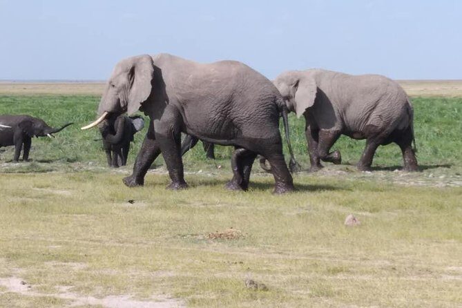 3 Days safari Tsavo East and Amboseli national park. - Amboseli’s early drive rhythm: check in, then game drive into evening