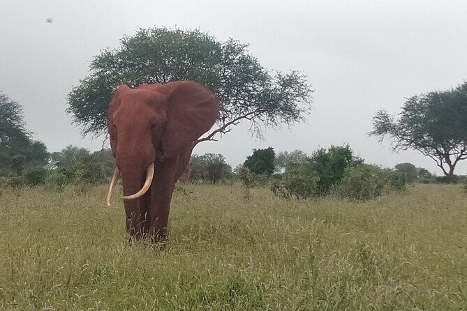3 Days safari Tsavo East and Amboseli national park. - What to pack and how to get more out of every game drive