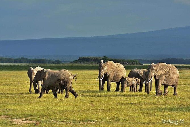 3 Days safari Tsavo East and Amboseli national park. - The guide and driver factor: what quality looks like here