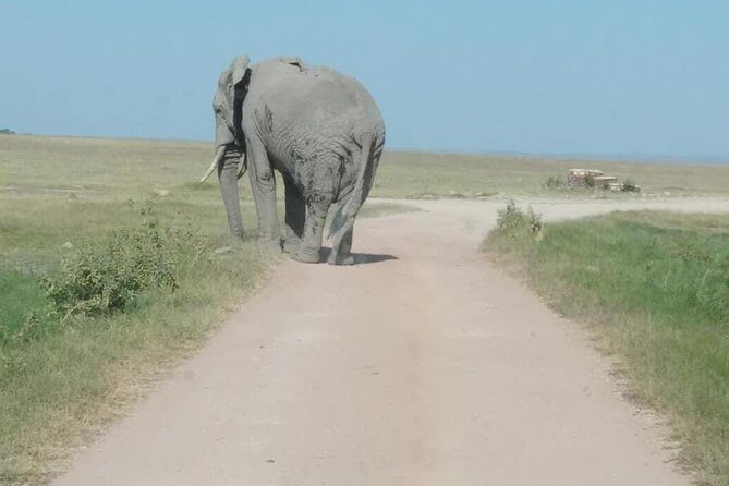 3 Days safari Tsavo East and Amboseli national park. - Day 3 near Diani Beach: a coast finish after the final morning drive