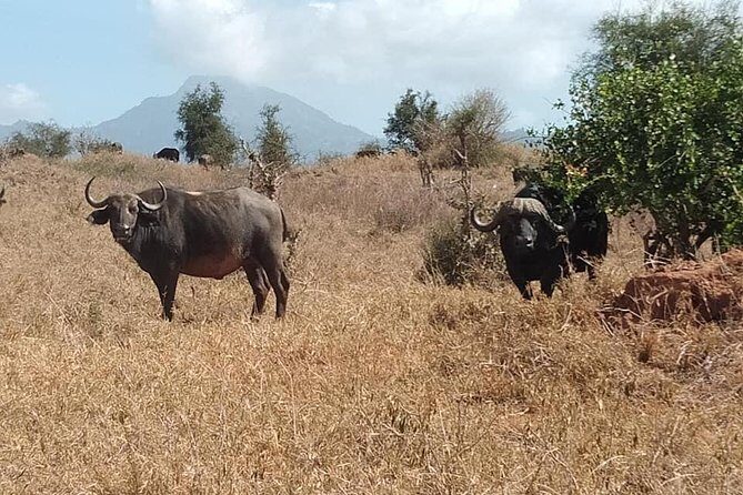 3 days safari Tsavo East and Taita hills (Saltlick lodge) - Tsavo East game drive blocks: when you’ll be out looking