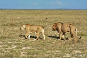 3 Days Safari Tsavo East and Taita Hills Saltlick Lodge - Tsavo East on Day 1: early wildlife viewing, fewer distractions