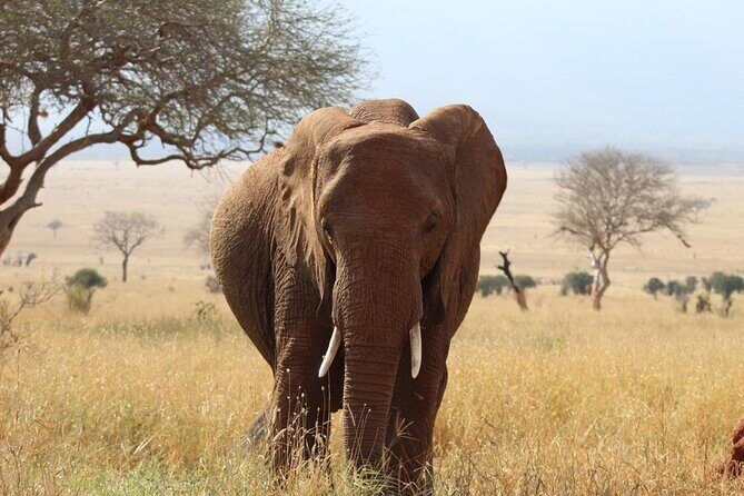 3 days safari Tsavo East and Taita hills (Saltlick lodge) - Day 2 transfer to Taita Hills: a change in scenery, not just a new hotel