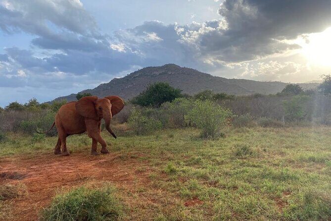 3 days safari Tsavo East and Taita hills (Saltlick lodge) - Taita Hills Wildlife Sanctuary: the sightings you should hope for