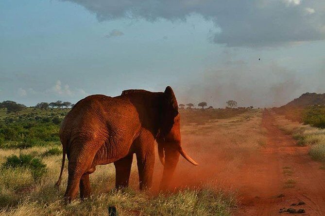 3 days safari Tsavo East and Taita hills (Saltlick lodge) - What the $900 per person really buys you