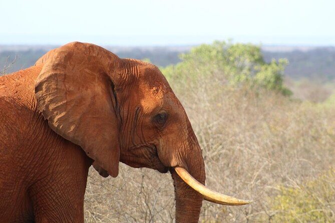 3 days safari Tsavo East and Taita hills (Saltlick lodge) - Timing details you’ll want to plan around