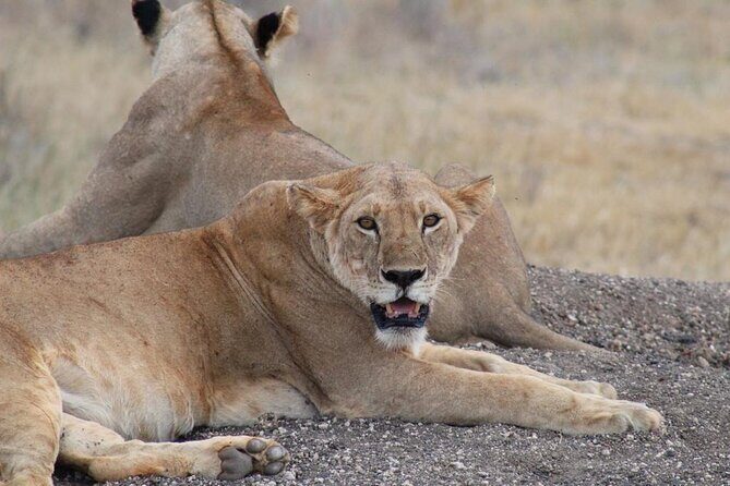 3 days safari Tsavo East and Taita hills (Saltlick lodge) - Who this safari fits best